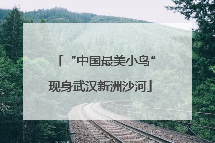 “中国最美小鸟”现身武汉新洲沙河
