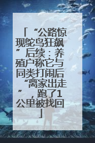 “公路惊现鸵鸟狂飙”后续：养殖户称它与同类打闹后“离家出走”，跑了1公里被找回