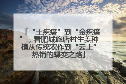 “土疙瘩”到“金疙瘩”，看肥城旅店村生姜种植从传统农作到“云上”热销的蝶变之路