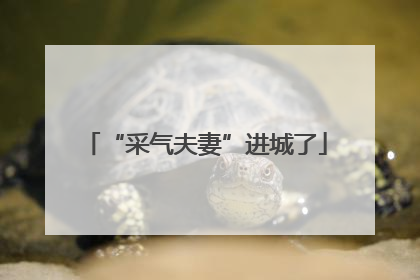 “采气夫妻”进城了
