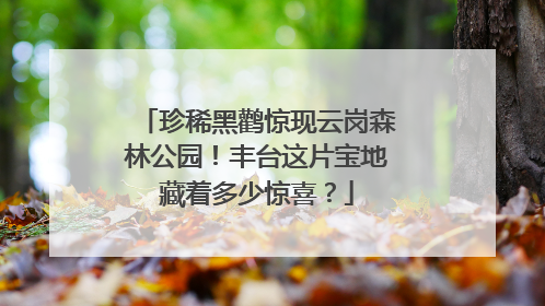 珍稀黑鹳惊现云岗森林公园！丰台这片宝地藏着多少惊喜？