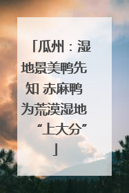 瓜州：湿地景美鸭先知 赤麻鸭为荒漠湿地“上大分”