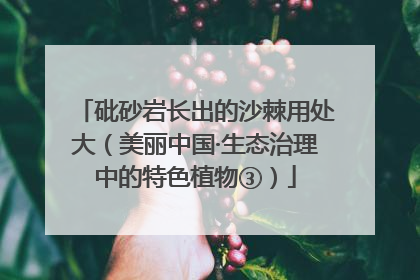 砒砂岩长出的沙棘用处大（美丽中国·生态治理中的特色植物③）