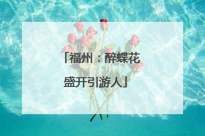 福州：醉蝶花盛开引游人