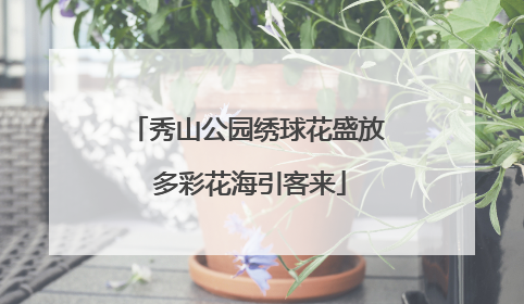 秀山公园绣球花盛放 多彩花海引客来