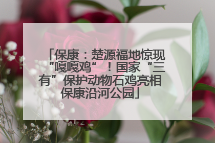 保康：楚源福地惊现“嘎嘎鸡”！国家“三有”保护动物石鸡亮相保康沿河公园