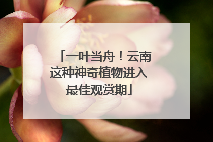一叶当舟！云南这种神奇植物进入最佳观赏期