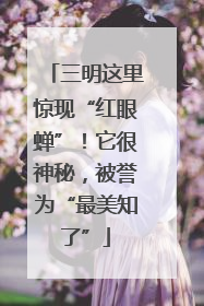 三明这里惊现“红眼蝉”！它很神秘，被誉为“最美知了”