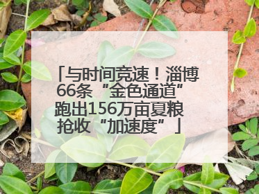 与时间竞速！淄博66条“金色通道”跑出156万亩夏粮抢收“加速度”
