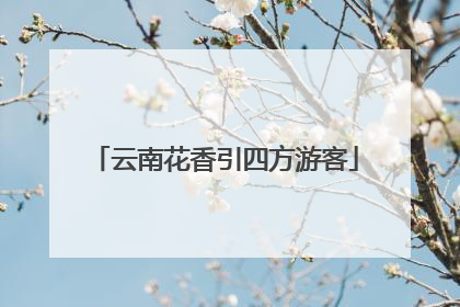 云南花香引四方游客