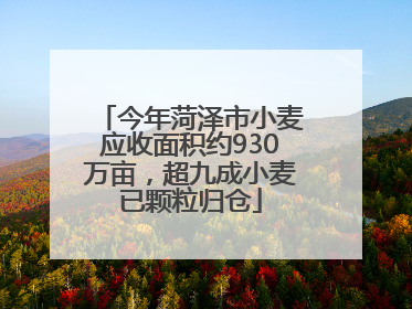 今年菏泽市小麦应收面积约930万亩，超九成小麦已颗粒归仓