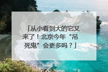 从小看到大的它又来了！北京今年“吊死鬼”会更多吗？