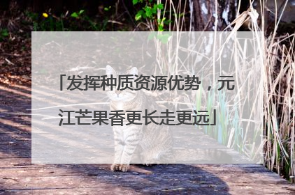 发挥种质资源优势，元江芒果香更长走更远