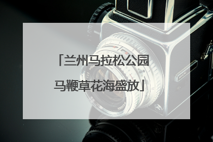 兰州马拉松公园 马鞭草花海盛放