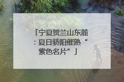 宁夏贺兰山东麓：夏日骄阳催熟“紫色名片”