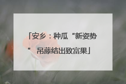 安乡：种瓜“新姿势” 吊藤结出致富果
