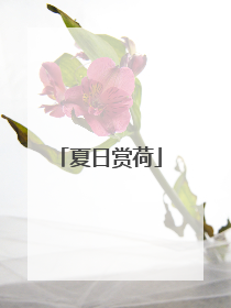 夏日赏荷