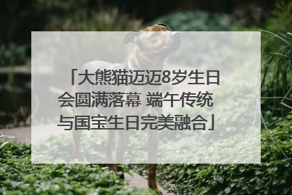 大熊猫迈迈8岁生日会圆满落幕 端午传统与国宝生日完美融合