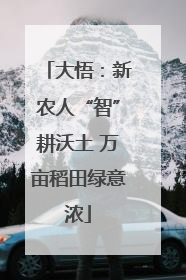 大悟：新农人“智”耕沃土 万亩稻田绿意浓