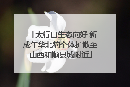 太行山生态向好 新成年华北豹个体扩散至山西和顺县城附近