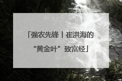 强农先锋丨崔洪海的“黄金叶”致富经