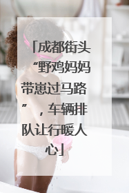 成都街头“野鸡妈妈带崽过马路”，车辆排队让行暖人心