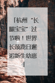 杭州“长腿宝宝”过节啦！世界长颈鹿日邂逅新生幼崽