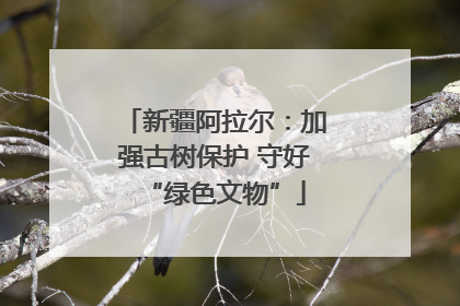 新疆阿拉尔：加强古树保护 守好“绿色文物”