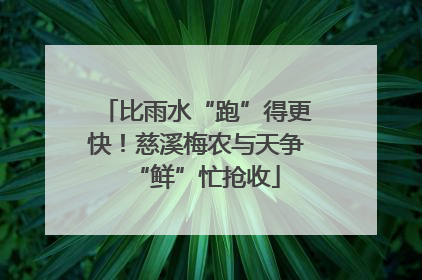比雨水“跑”得更快！慈溪梅农与天争“鲜”忙抢收
