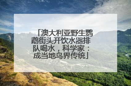 澳大利亚野生鹦鹉街头开饮水器排队喝水，科学家：成当地鸟界传统