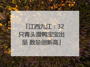 江西九江：32只青头潜鸭宝宝出巢 数量创新高