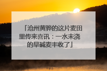 沧州黄骅的这片麦田里传来喜讯：一水未浇的旱碱麦丰收了