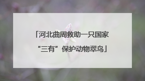 河北曲周救助一只国家“三有”保护动物翠鸟
