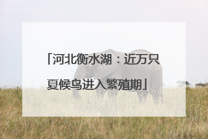 河北衡水湖：近万只夏候鸟进入繁殖期