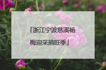 浙江宁波慈溪杨梅迎采摘旺季