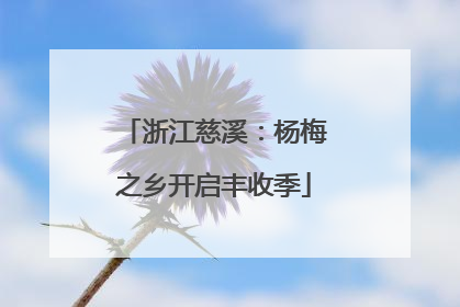 浙江慈溪：杨梅之乡开启丰收季
