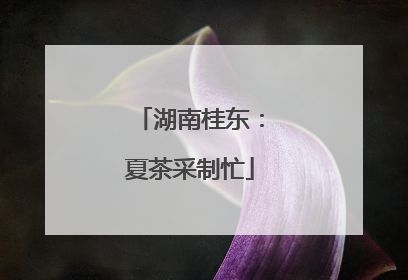 湖南桂东：夏茶采制忙