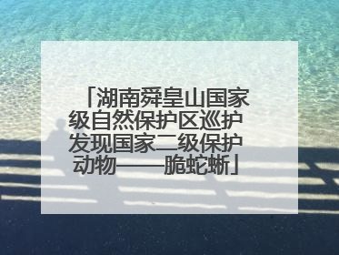 湖南舜皇山国家级自然保护区巡护发现国家二级保护动物——脆蛇蜥