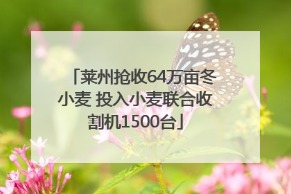 莱州抢收64万亩冬小麦 投入小麦联合收割机1500台