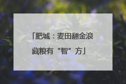肥城：麦田翻金浪藏粮有“智”方