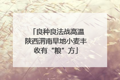 良种良法战高温 陕西渭南旱地小麦丰收有“粮”方