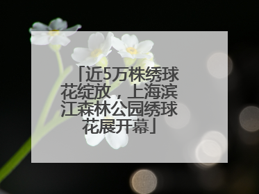 近5万株绣球花绽放，上海滨江森林公园绣球花展开幕