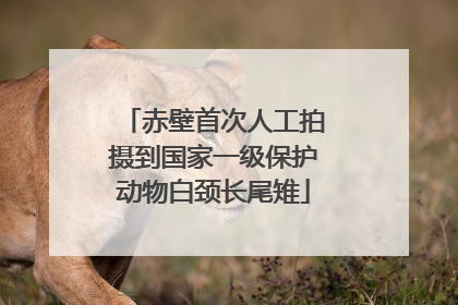 赤壁首次人工拍摄到国家一级保护动物白颈长尾雉