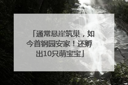 通常悬崖筑巢，如今首钢园安家！还孵出10只萌宝宝