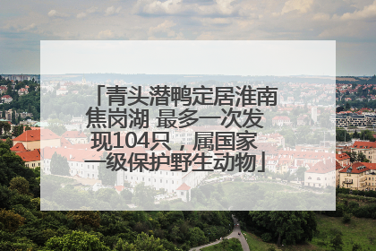 青头潜鸭定居淮南焦岗湖 最多一次发现104只，属国家一级保护野生动物