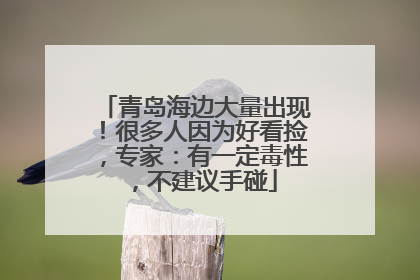 青岛海边大量出现！很多人因为好看捡，专家：有一定毒性，不建议手碰