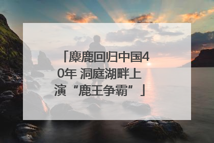 麋鹿回归中国40年 洞庭湖畔上演“鹿王争霸”
