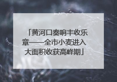 黄河口奏响丰收乐章——全市小麦进入大面积收获高峰期