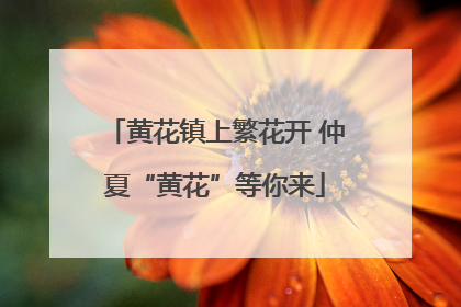 黄花镇上繁花开 仲夏“黄花”等你来
