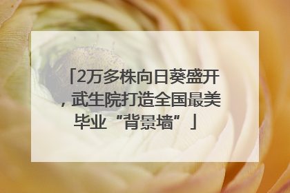 2万多株向日葵盛开，武生院打造全国最美毕业“背景墙”
